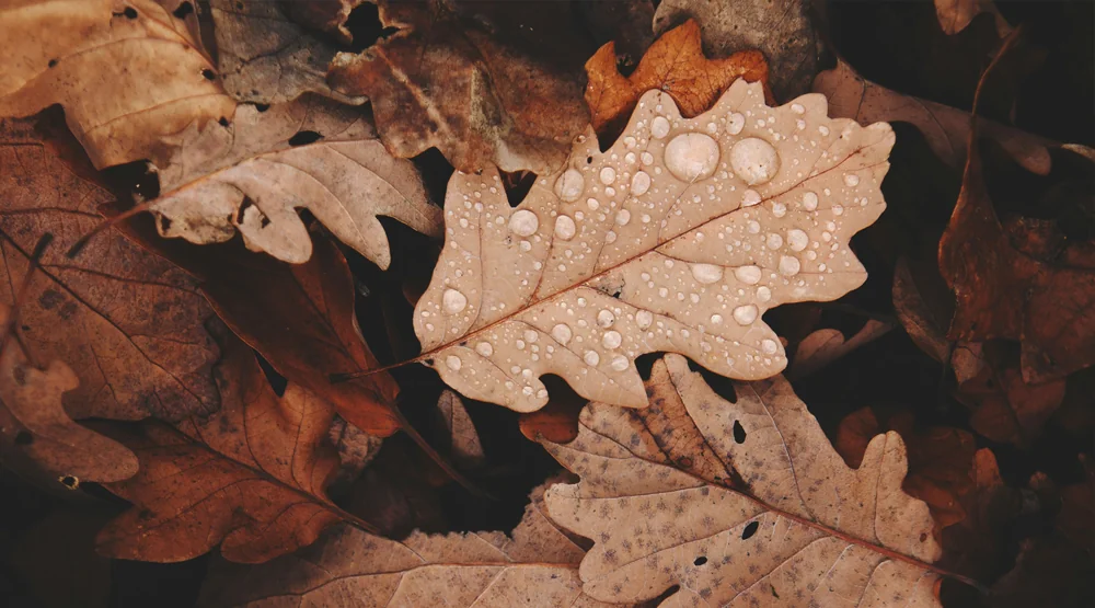 Il ritmo lento di Novembre