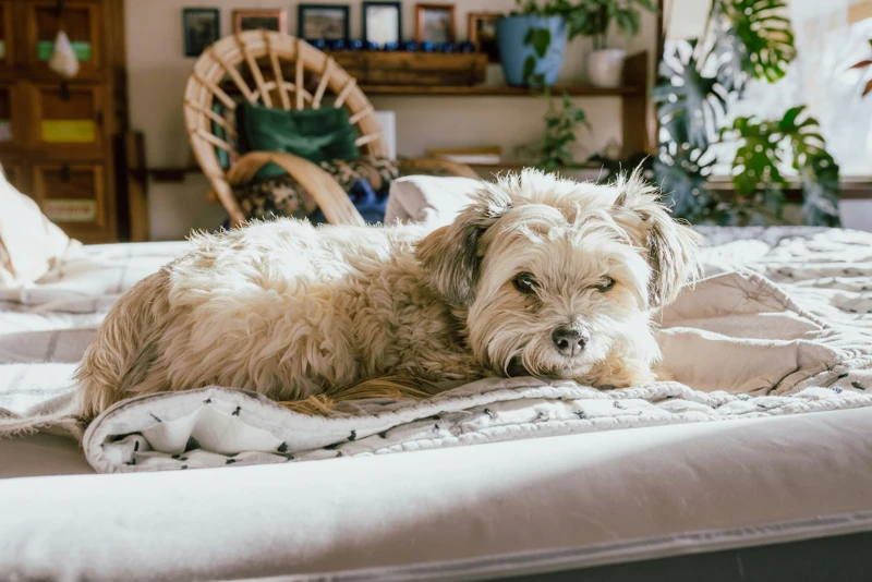 cane divano coperta