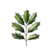 agrifoglio