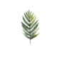 foglia