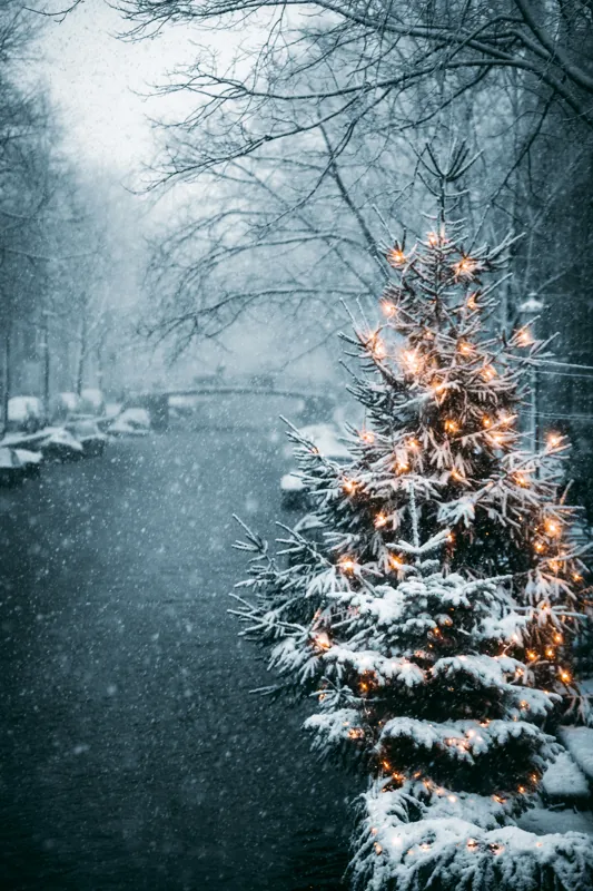 Un vialetto innevato con un abete illuminato da lucine sulla destra